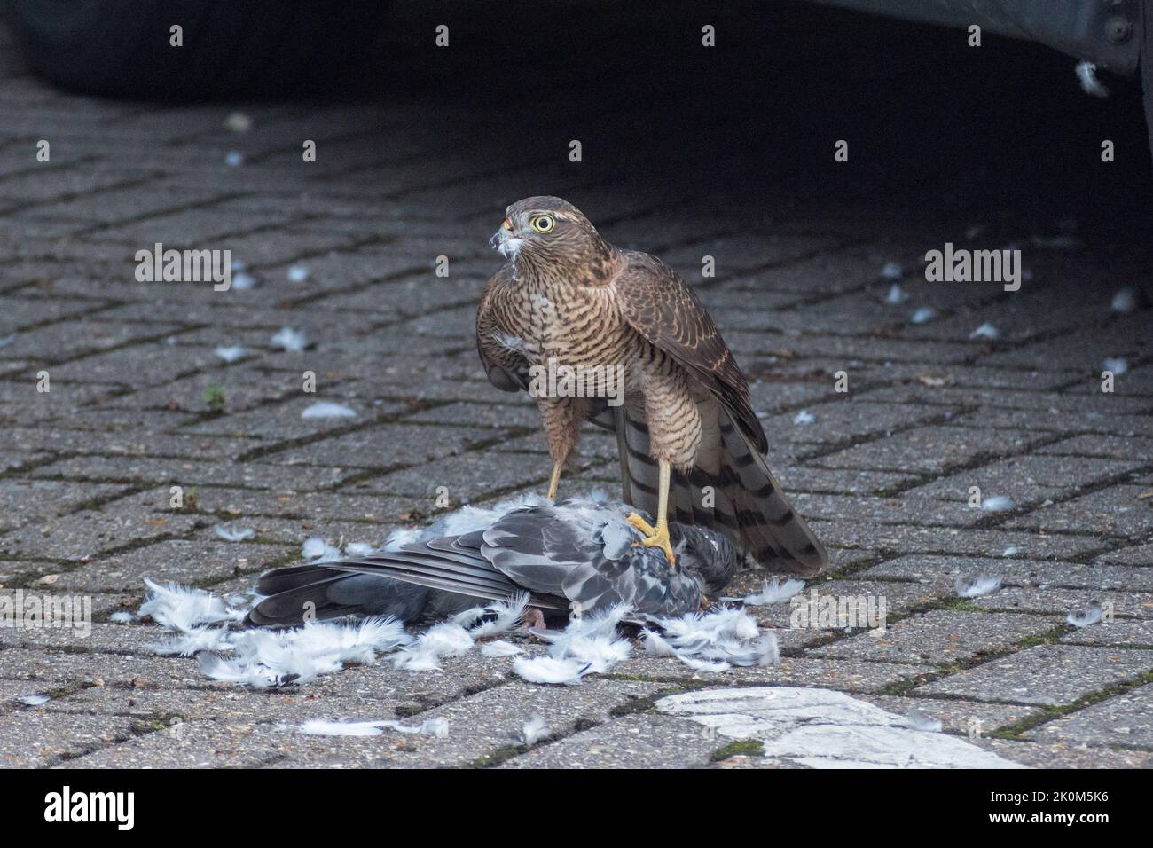 Nahaufnahme eines eurasischen Sparrowhawks (Accipiter nisus), der sich in einer städtischen Umgebung, Großbritannien, an einer toten Taube ernährt. Stockfoto