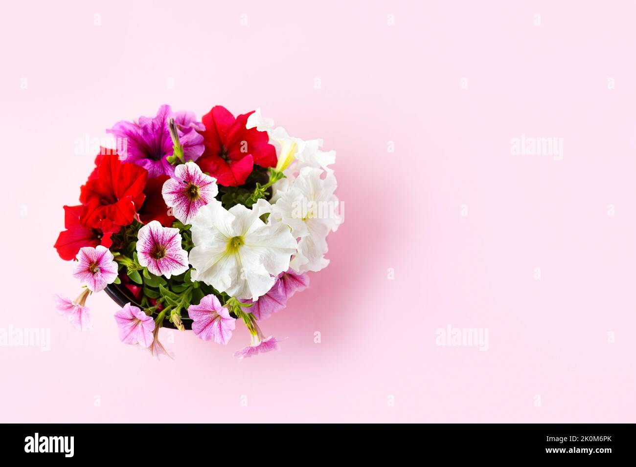 Rote, violette, rosa und weiße Petunia-Blüten auf einem rosa Hintergrund Stockfoto