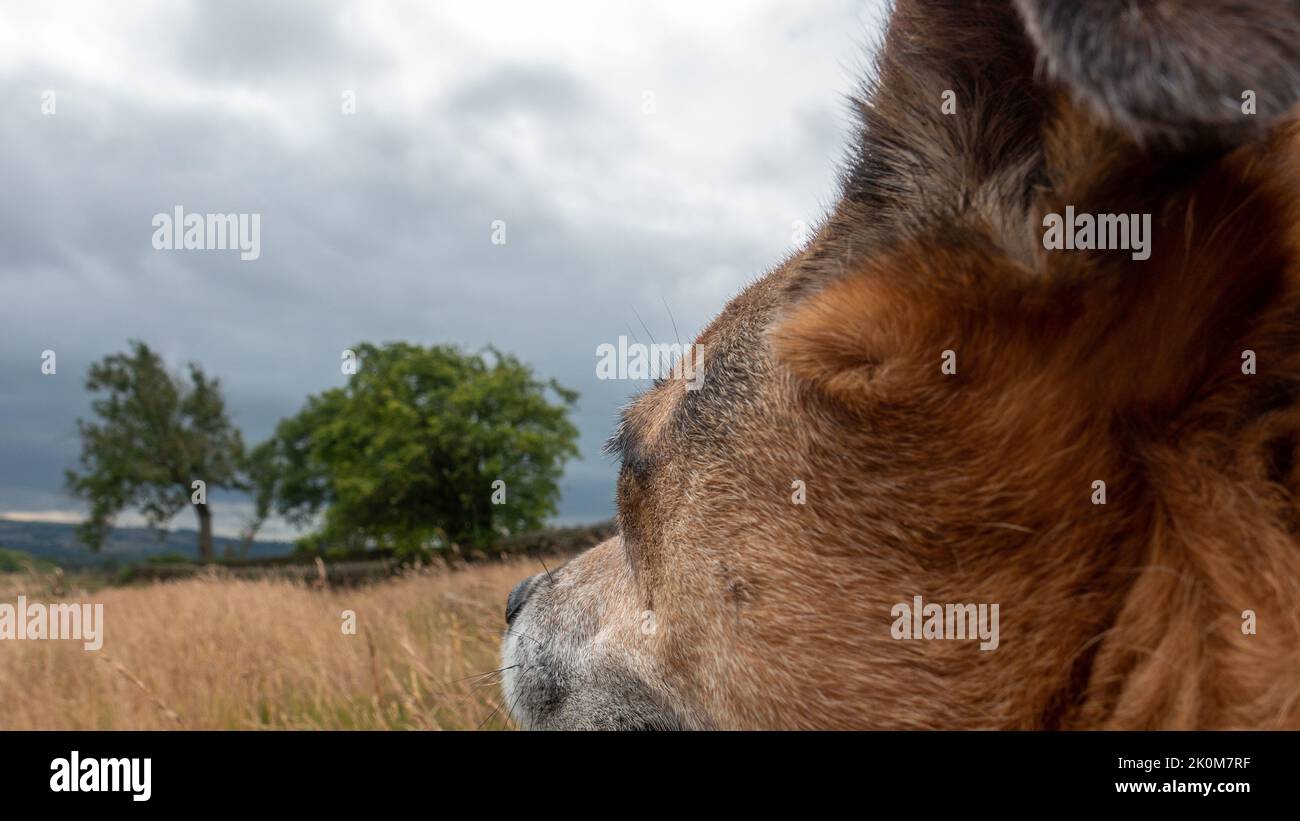 Blick aus der Hundeperspektive auf die Landschaft an einem windgepeitschten Tag, Yorkshire, England, Großbritannien Stockfoto