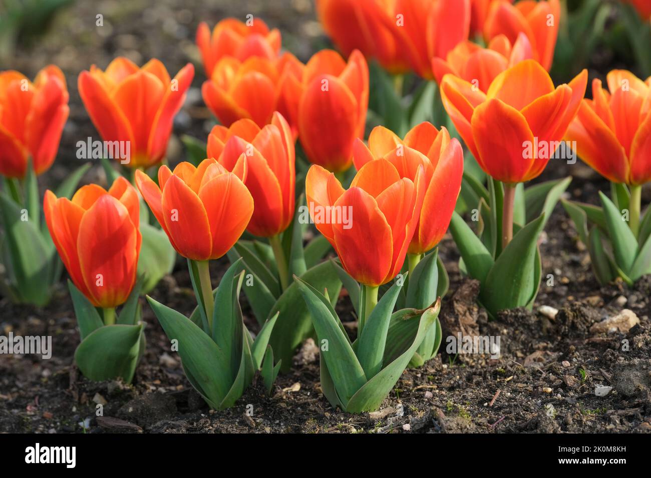 Tulipa „Love Song“, Tulip „Love Song“, Kaufmanniana „Love Song“. Wasserlilie-Tulpe mit gestreiften Blättern und leuchtend orangefarbenen Blüten Stockfoto