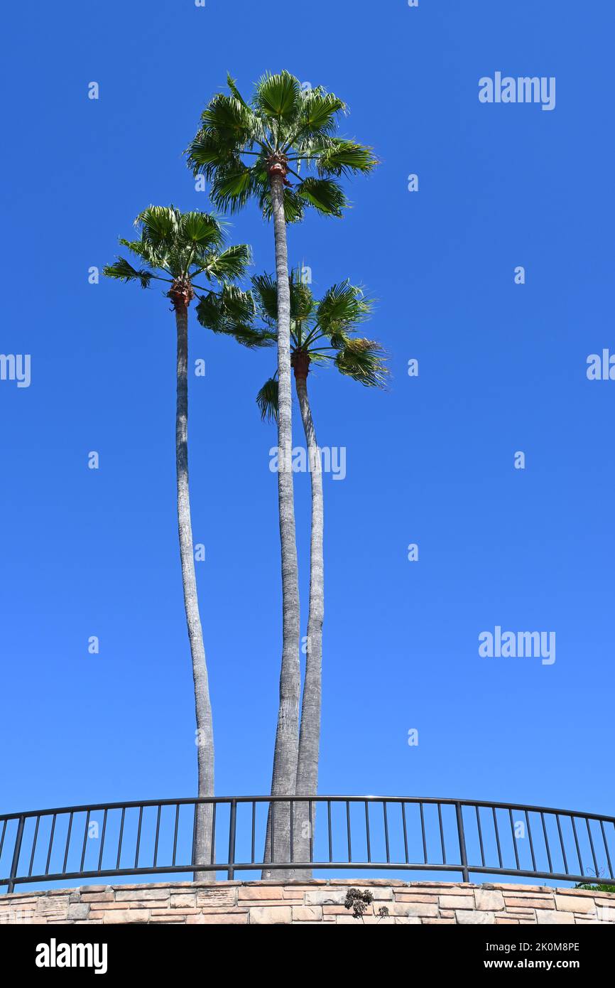 Three Palm Trees am Recreation Point, im Heisler Park, Laguna Beach, Kalifornien. Stockfoto