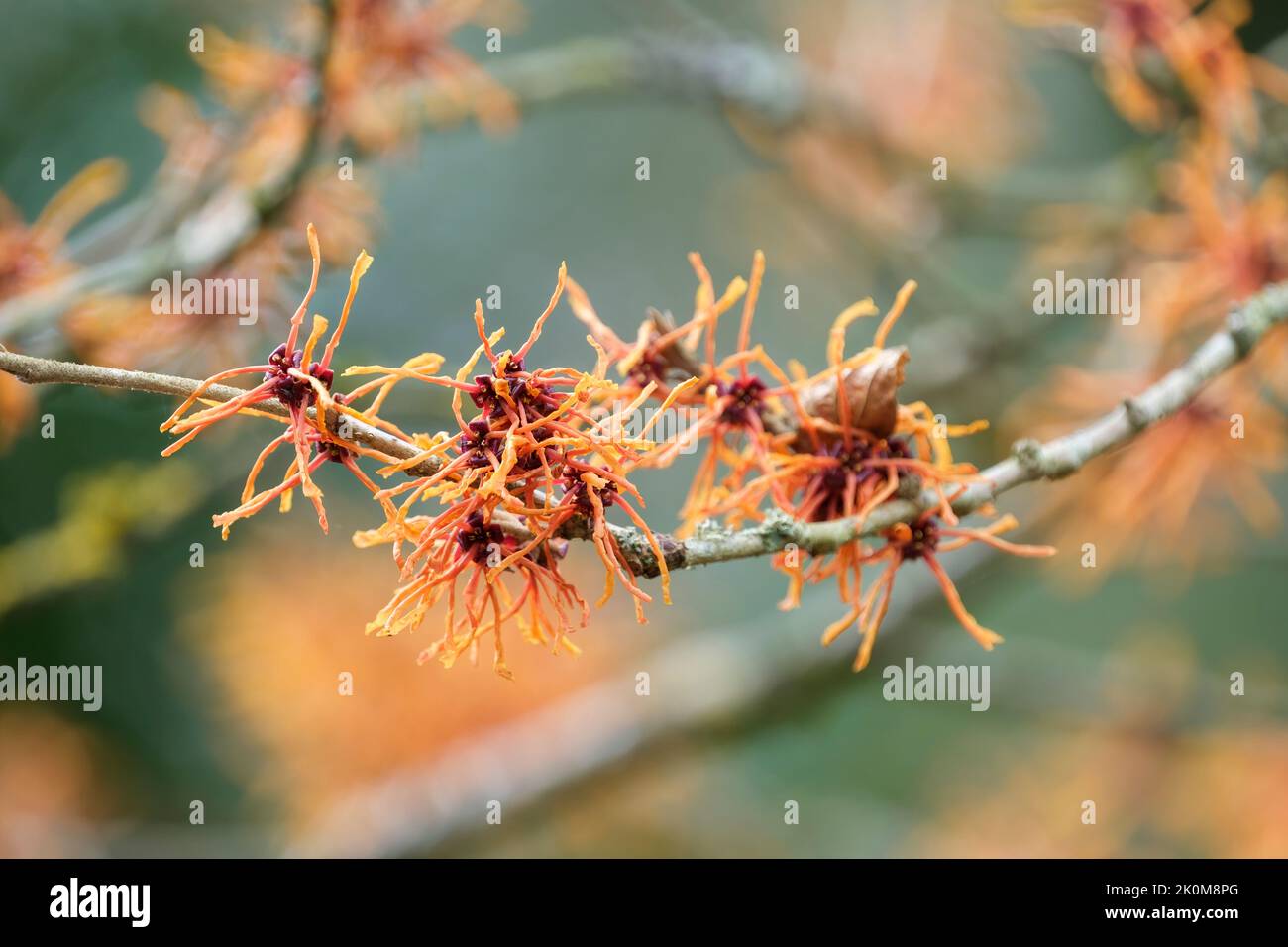 Hamamelis × intermedia 'Aphrodite', Hamamelis 'Aphrodite'.große, leicht duftende, orange-gelbe Blüten, die sich bis orange schattieren Stockfoto