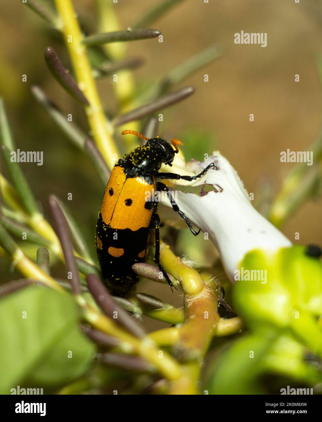 Die markante Warnfärbung eines Lunate Blister Beetle warnt potenzielle Raubtiere davor, dass sie ein korrosives Toxin besitzen, Stockfoto