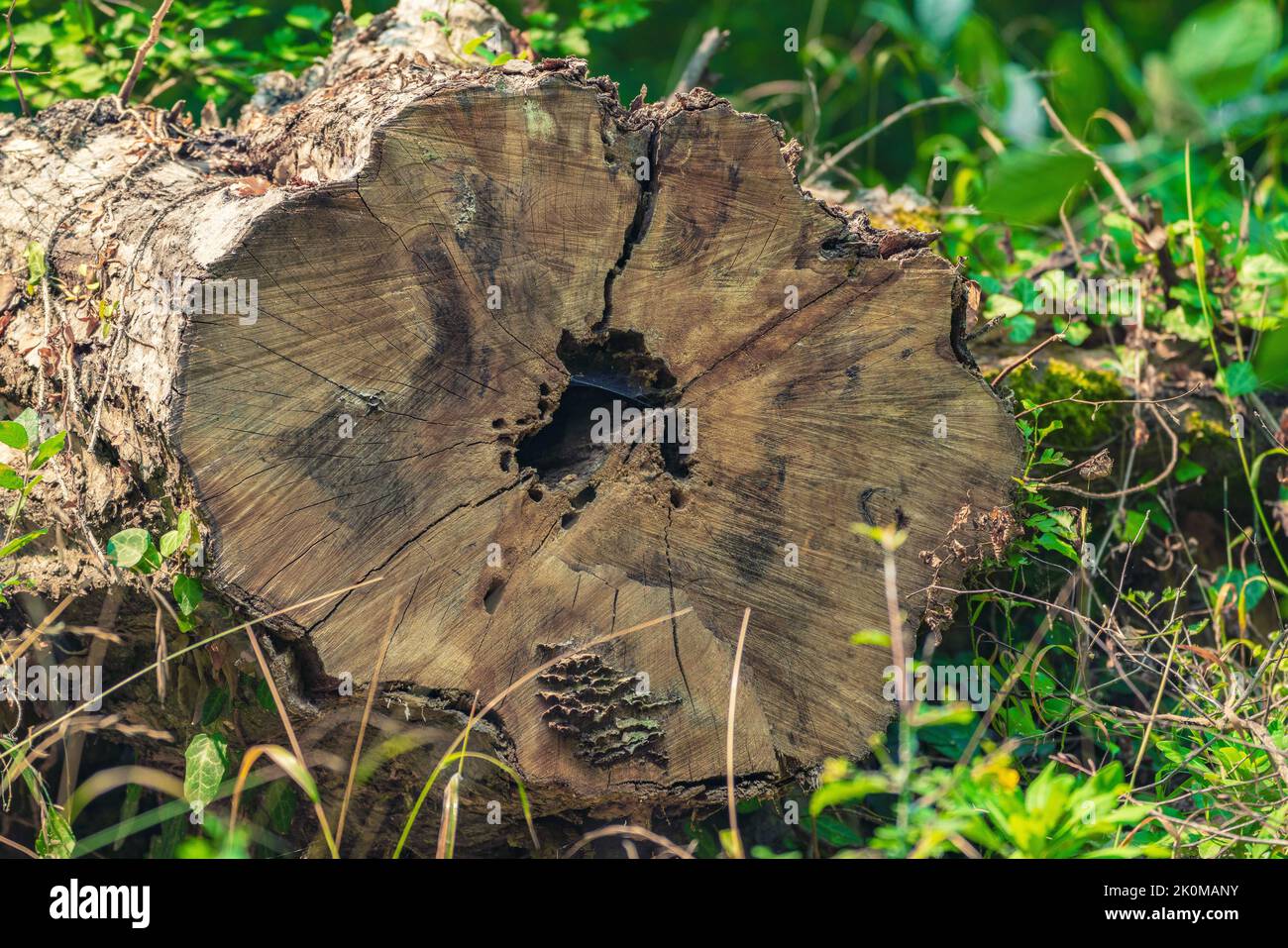 Gesägtem Baum im Wald Stockfoto