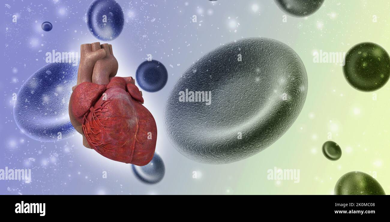 3D Illustration Anatomie des menschlichen Herzens Stockfoto