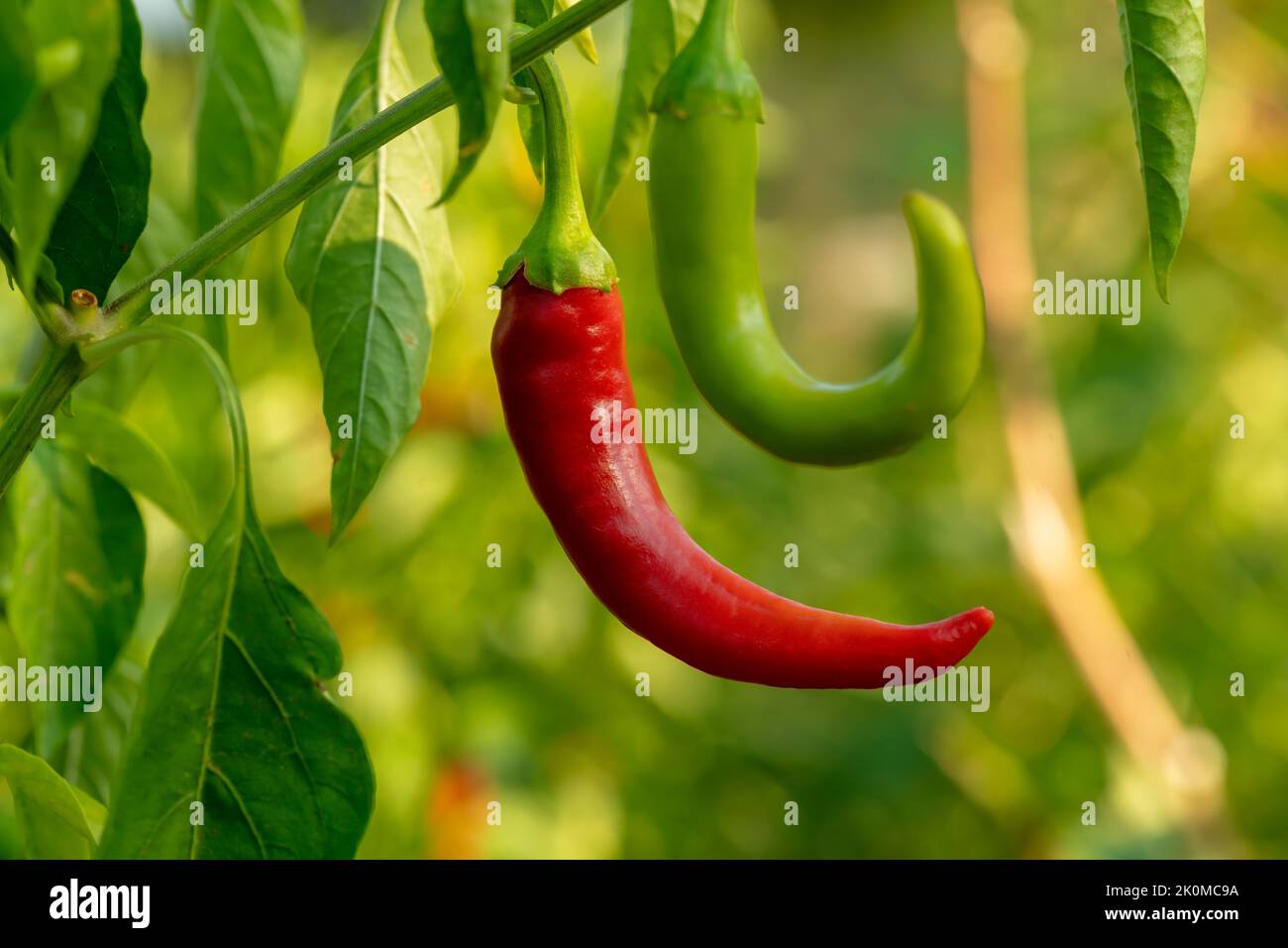 Nahaufnahme von grünem und rotem Chilli, der auf dem Zweig auf dem Hof hängt. Stockfoto