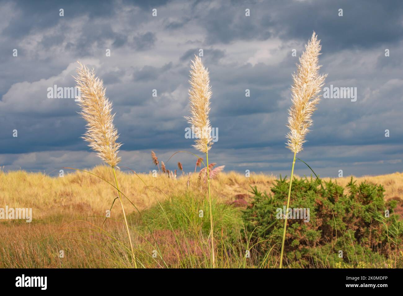 Drei große goldene Pampas Gräser stehen hoch gegen die Brise und einen brütenden Himmel an den Sandbanks Dünen Dorset England Stockfoto