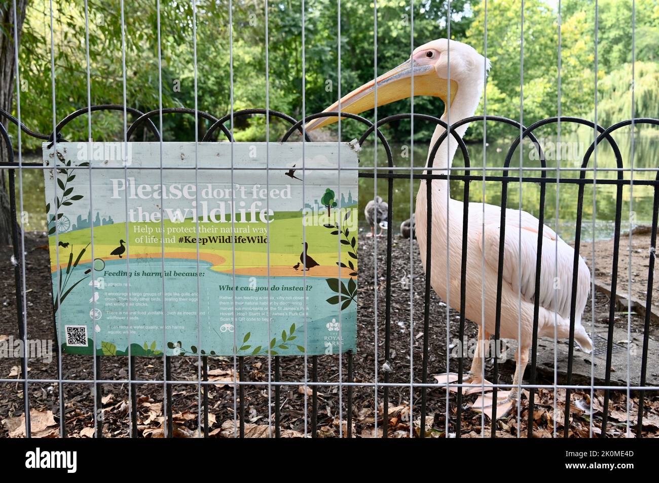 London, Großbritannien. 12/09/2022, Ein Bewohner Pelikan des St James's Park erschien unbeeindruckt mit einem Schild, das forderte, dass Wildtiere nicht gefüttert werden sollten! Stockfoto