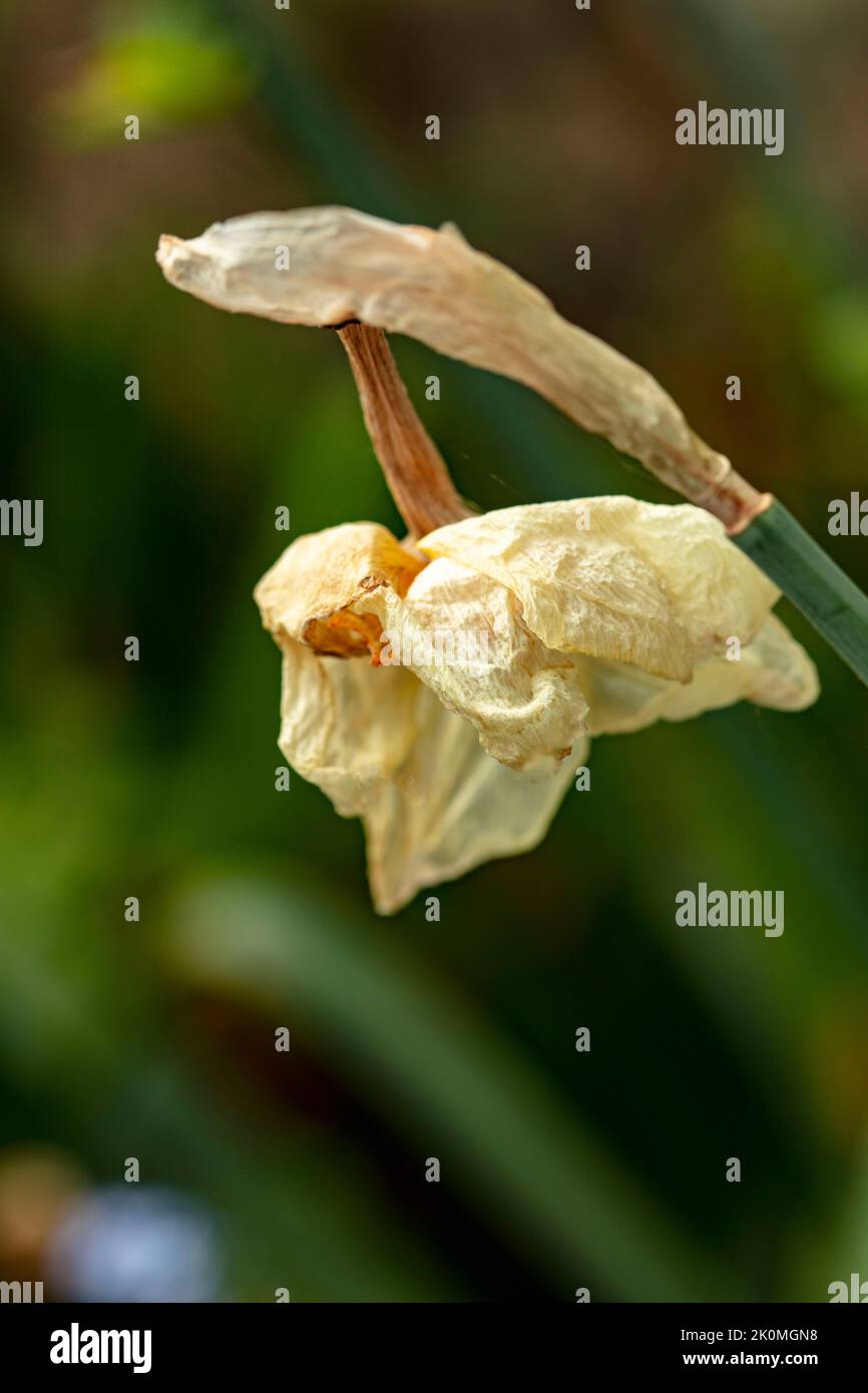 Verblassende Daffodil-Blüte als natürliche Strukturpflanze Stillleben Stockfoto