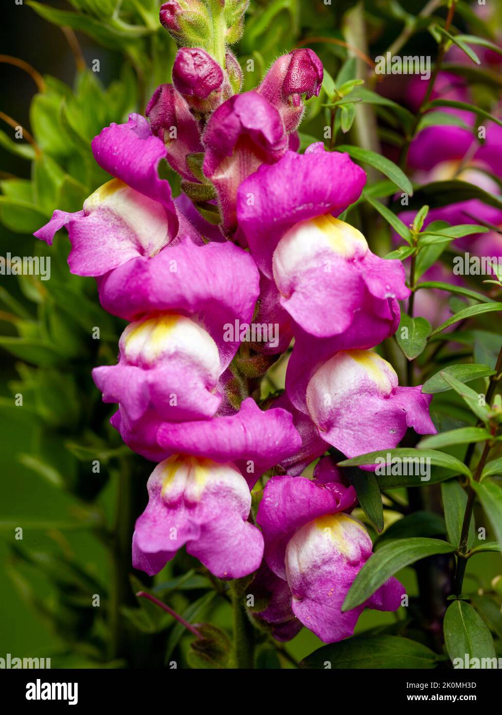 Sehr nahes Naturpflanzenportrait von Antirhinum, Drachenblumen, Schnappdrachen, Blumen Stockfoto