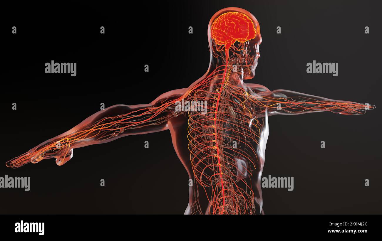 Anatomie des menschlichen Hirnnervensystems, medizinisches Diagramm mit parasympathischen und sympathischen Nerven. Medizinisch akkurat, Zentralorgan, 3D Render Stockfoto