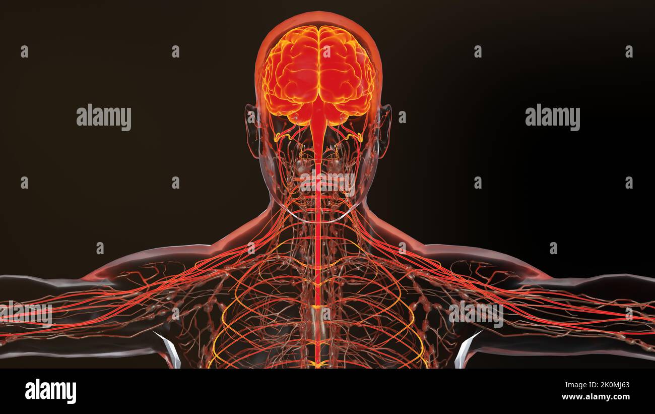 Anatomie des menschlichen Hirnnervensystems, medizinisches Diagramm mit parasympathischen und sympathischen Nerven. Medizinisch akkurat, Zentralorgan, 3D Render Stockfoto