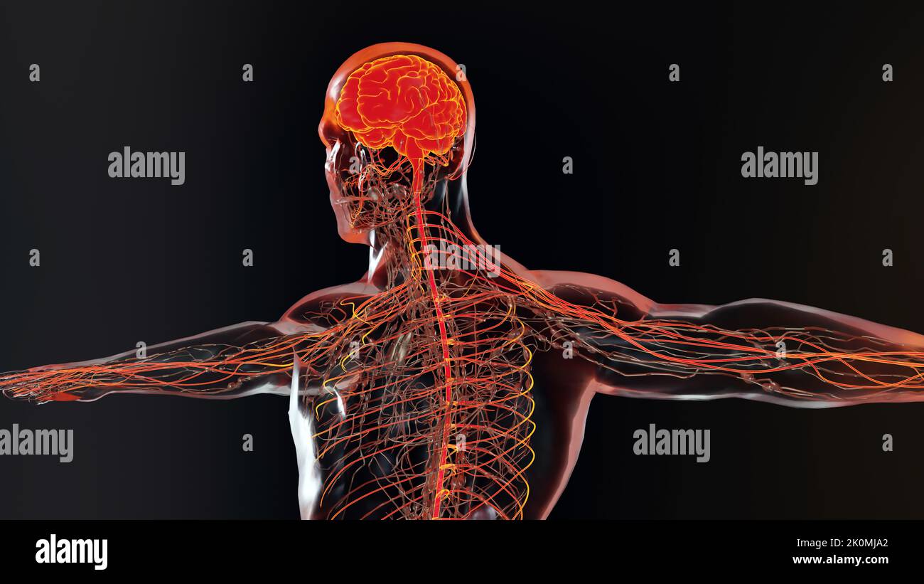 Anatomie des menschlichen Hirnnervensystems, medizinisches Diagramm mit parasympathischen und sympathischen Nerven. Medizinisch akkurat, Zentralorgan, 3D Render Stockfoto
