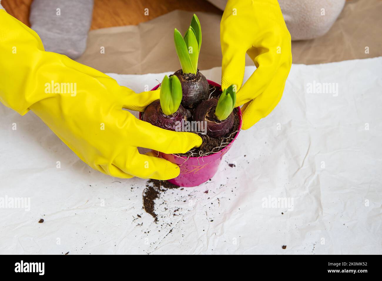 Hyazinthen aus einem Topf verpflanzen, Hyazinthen Pflanzen, Gartengeräte für die Verpflanzung, Handschuhe, Scheren Stockfoto