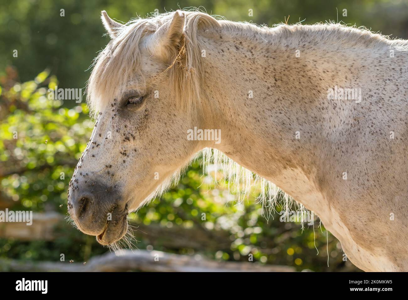 Pferd grast auf einer Wiese und wird von einer großen Anzahl von Fliegen belästigt. Stockfoto