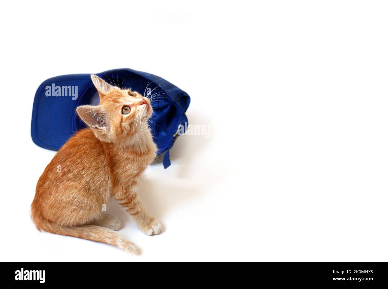 Ingwer-Kätzchen mit blauer Baseballkappe auf weißem Hintergrund. Stockfoto