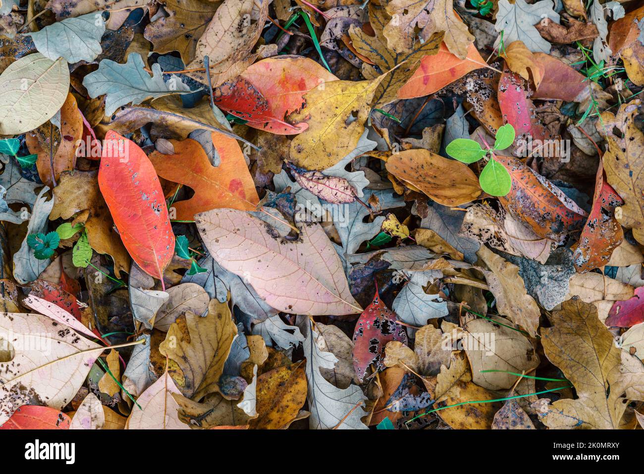 Nahaufnahme von heruntergefallenen Blättern auf dem Boden Stockfoto