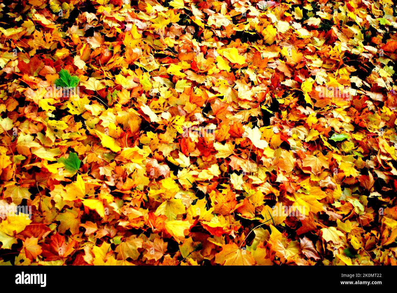 Hintergrund im Herbst-Stil mit gelben und roten Blättern Stockfoto