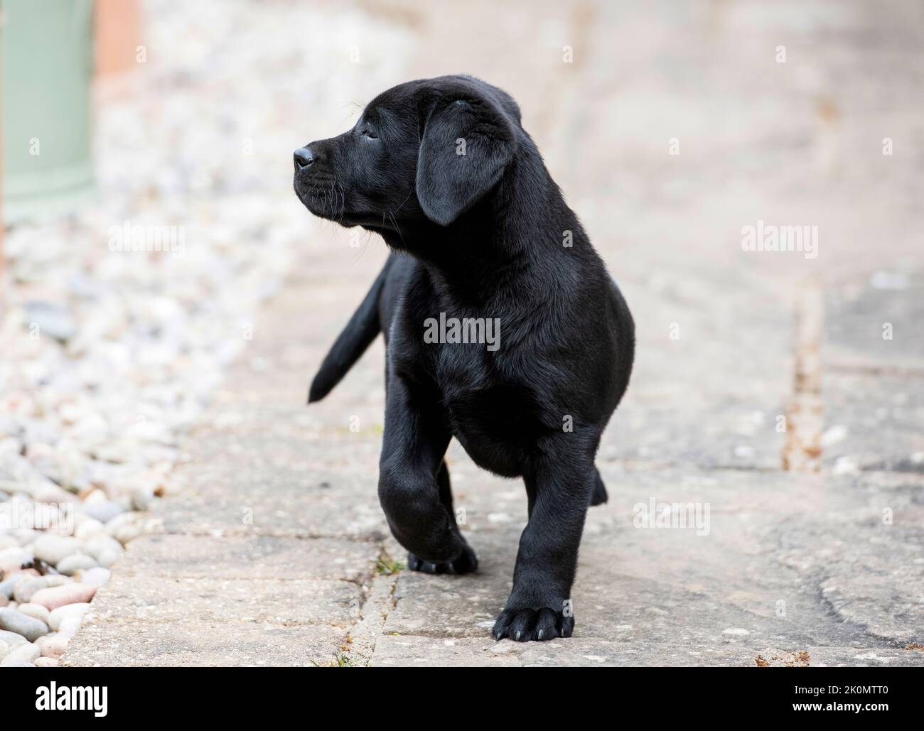 Selbstbewusster 3 Monate alter schwarzer Labrador Welpe Stockfoto