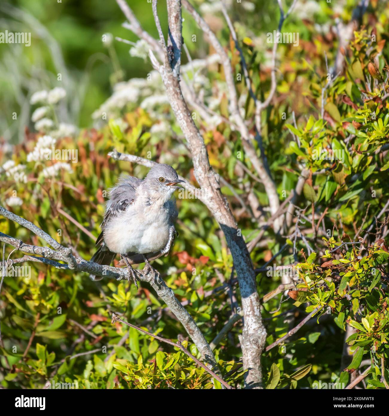 Nördlicher Mockingbird (Mimus polyglottos), der auf einen Ast ruft. Topsail Island. North Carolina. USA Stockfoto