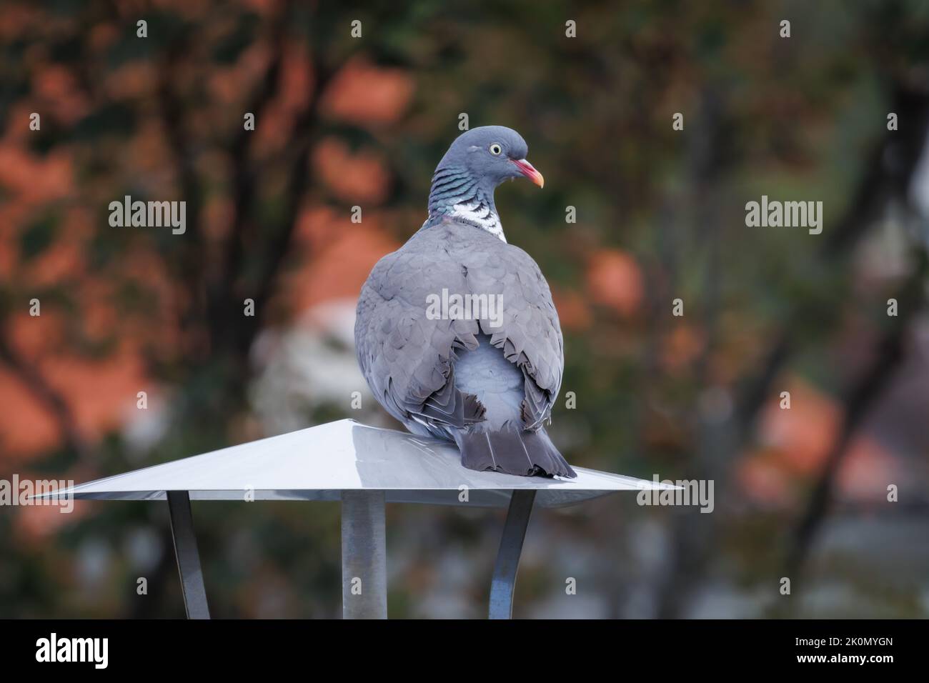 Holztaube (columba palumbus) auf einer Laterne Stockfoto