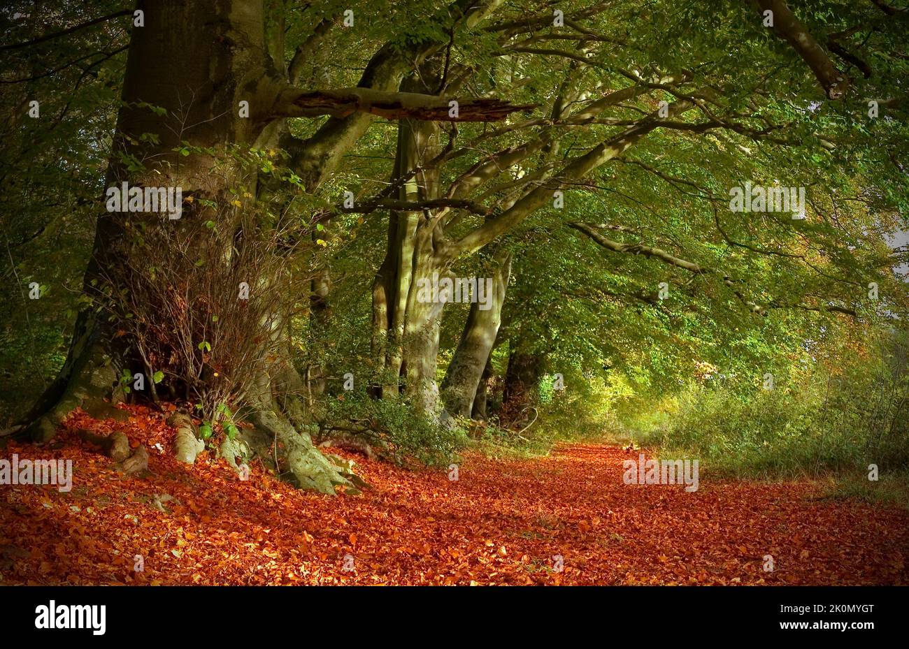 Buchenwälder Herbstliche Waldlandschaft Stockfoto