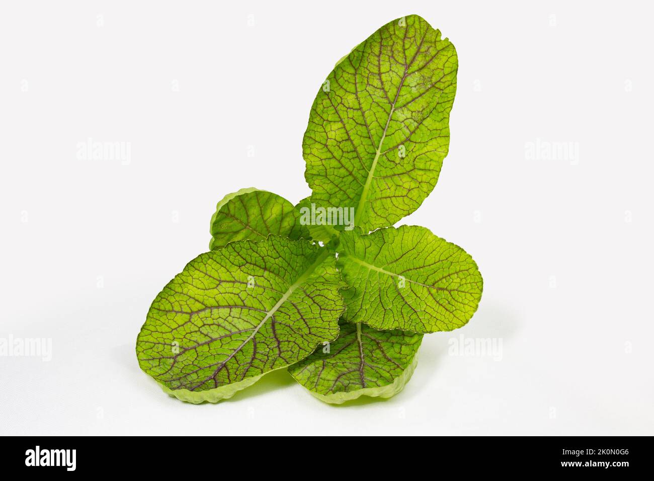 Rai Senfpflanze ist auch bekannt als der schwarze Senf oder Brassica. studiofoto auf weißem Hintergrund. Stockfoto