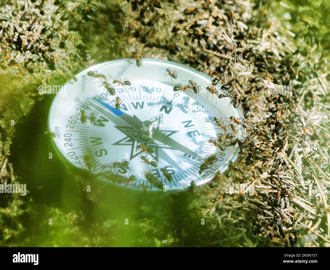 Alle Tiere sind gut im Weltraum orientiert (Wegweiser), da sie einen inneren Kompass haben. Ameisen kriechen auf dem Kompass. Das Konzept der räumlichen Orientierung ( Stockfoto