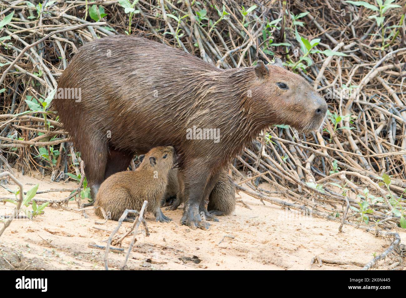 Capybara, Hydrochoerus hydrochaeris, Erwachsene und junge stehend auf Schlamm des Flusses, Pantanal, Brasilien Stockfoto