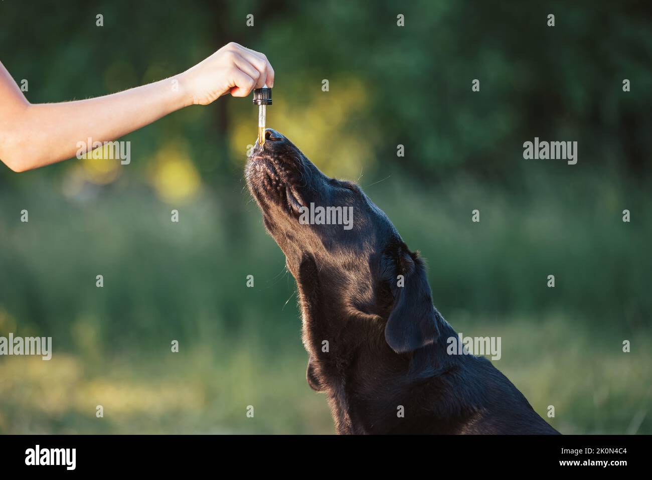 Hund leckt einen Tropfer gefüllt mit CBD-Öl aus einer weiblichen Hand, Handschuss. Stockfoto