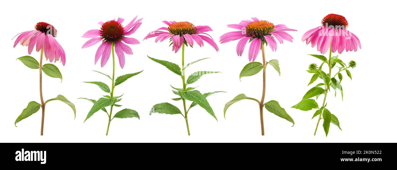 Rosa Kegelblumen auf weißem Hintergrund isoliert gesetzt Stockfoto