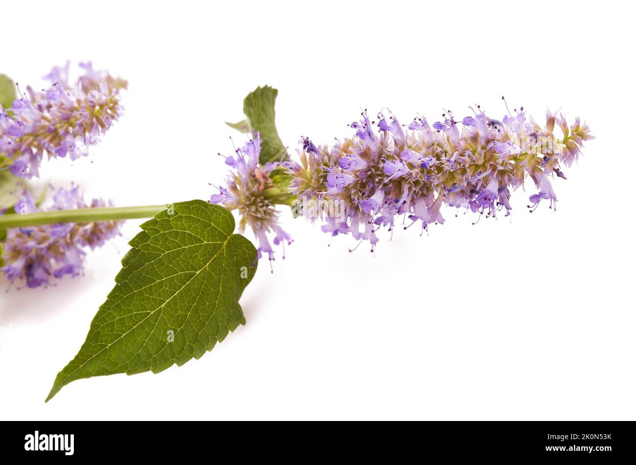 Blaue riesige Ysop-Blüten isoliert auf Weiß Stockfoto
