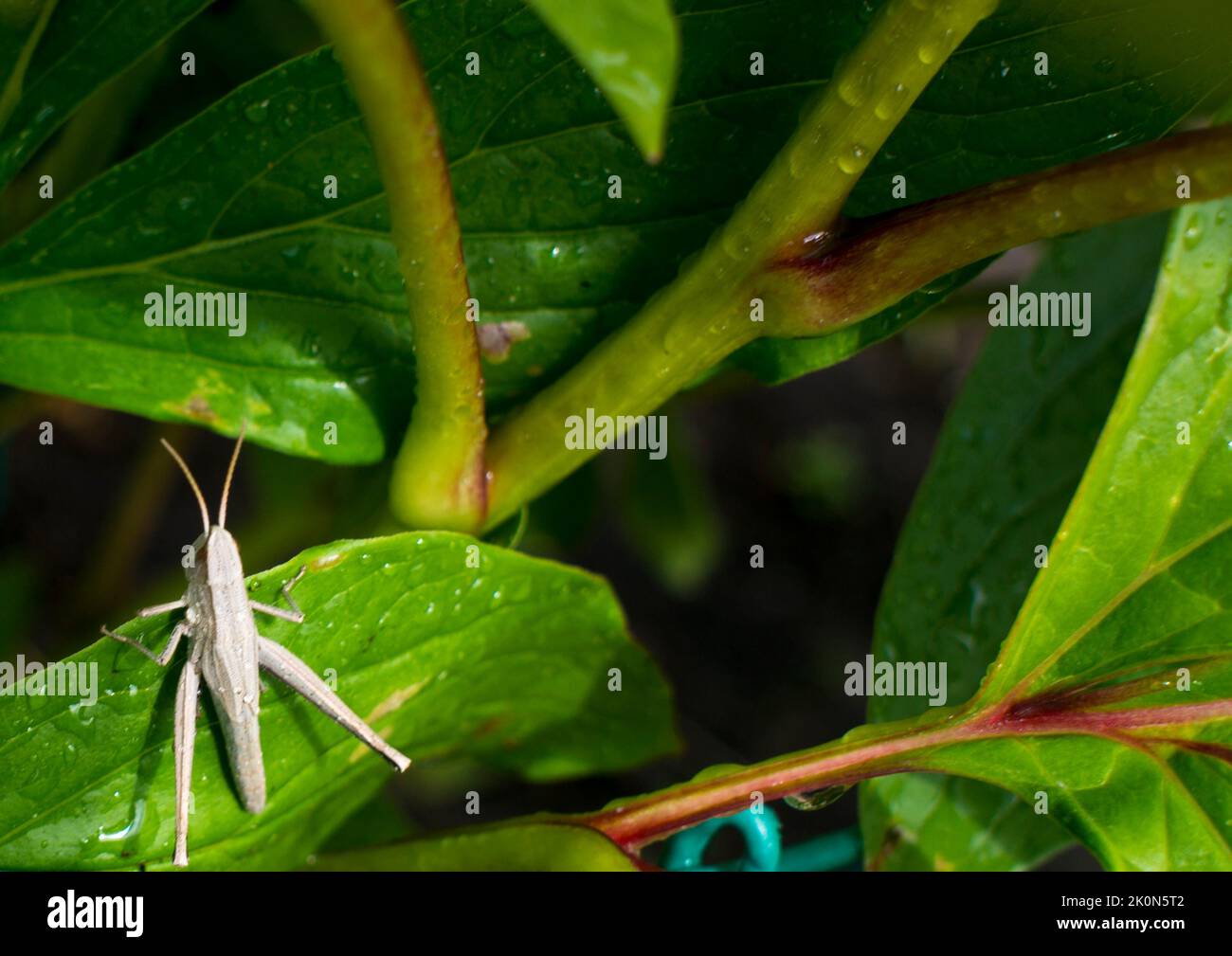 Weiß gebänderter Grasshopper auf einem grünen Blatt. Insekt. Tier. Stockfoto