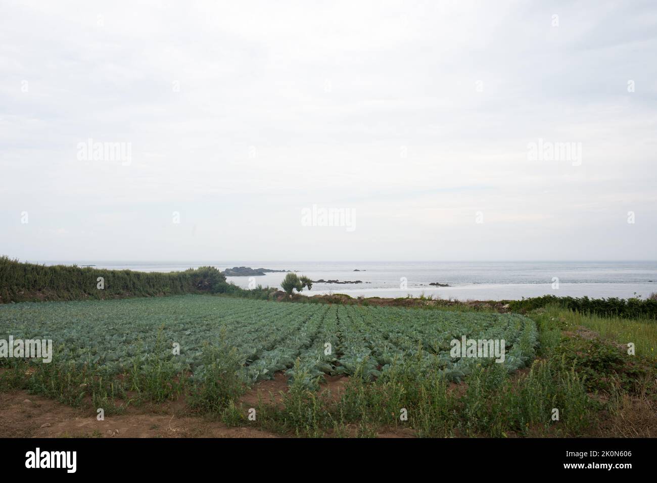 Land mit wachsenden Kohl in der Nähe des Ozeans. Batz Island, Frankreich. Europa Stockfoto