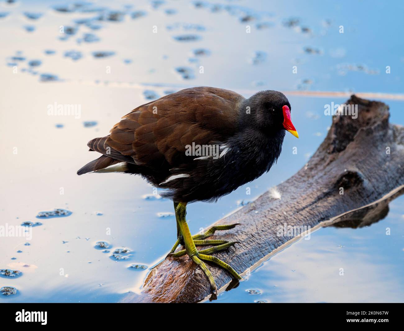 Erwachsene, in Großbritannien lebende Watvögel, Gallinula chloropus, Moorhuhn, mit markantem roten und gelben Schnabel Stockfoto