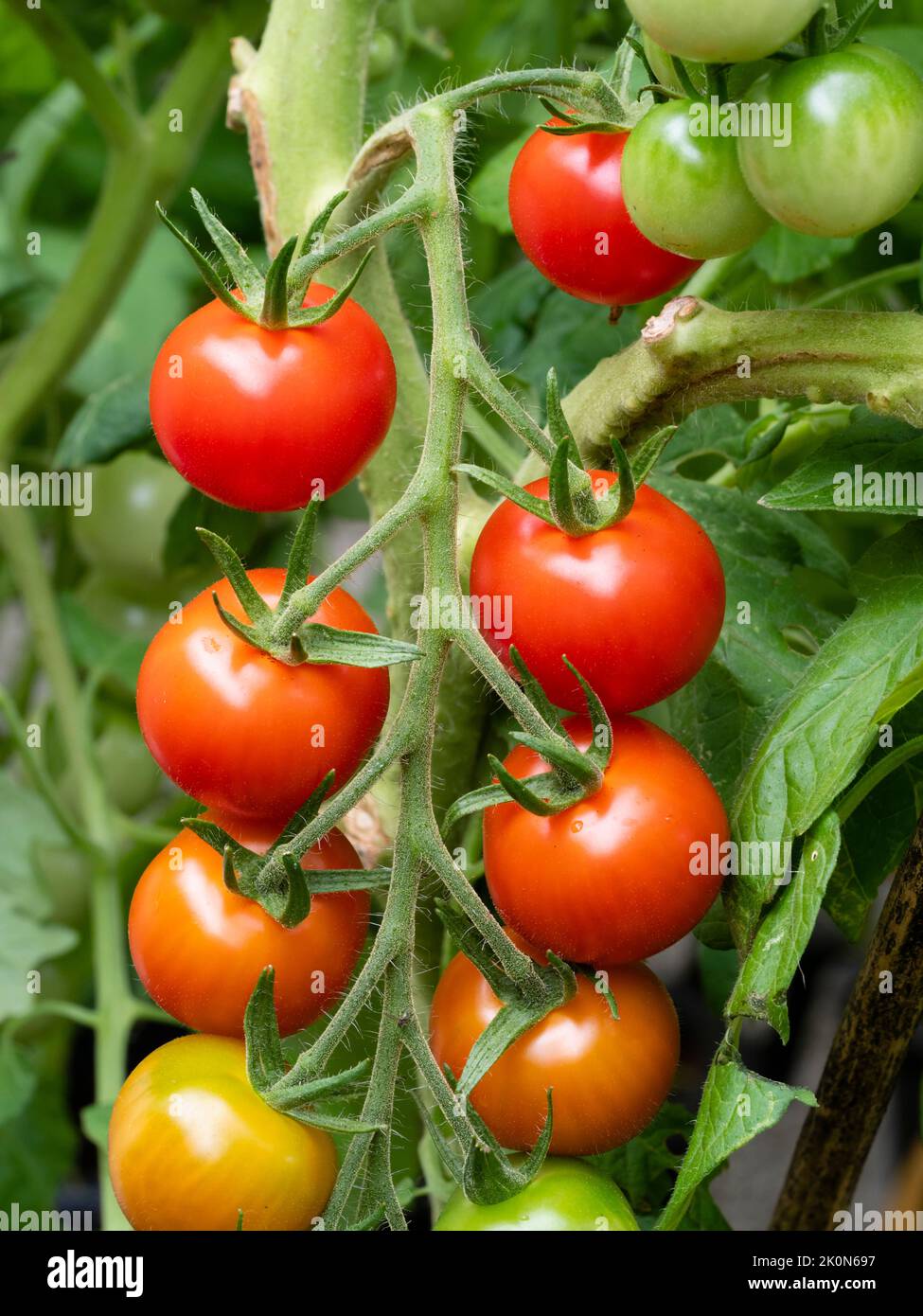 Reife rote, reifende und unreife Kirschtomaten, Solanum lycopersicum 'Gardener's Delight' in einem späteren Sommertruss Stockfoto