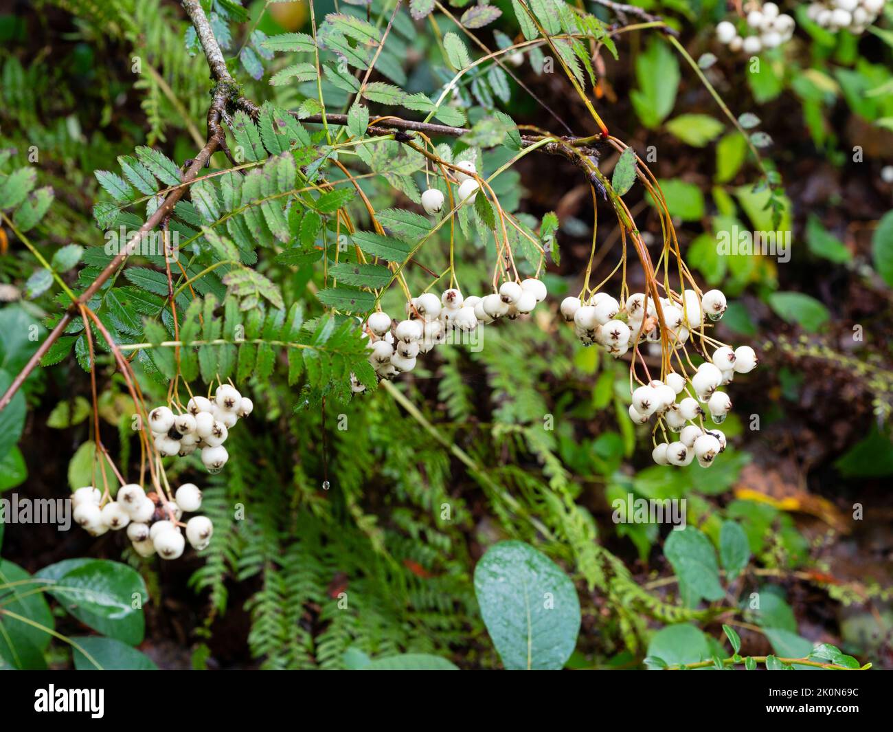 Weiße Herbstbeeren der winterharten ornamentalen chinesischen Eberesche, Sorbus koehneana Stockfoto