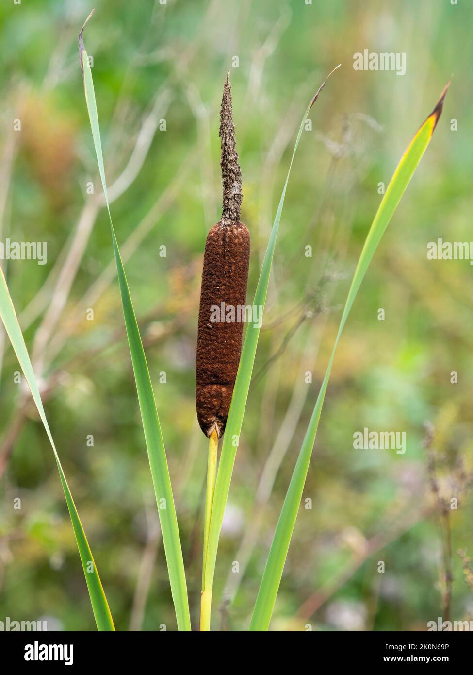 Blütenkopf von Bulrush, Typha latifolia, mit braunen weiblichen Blüten unten und strohähnlichen männlichen Blüten oben Stockfoto