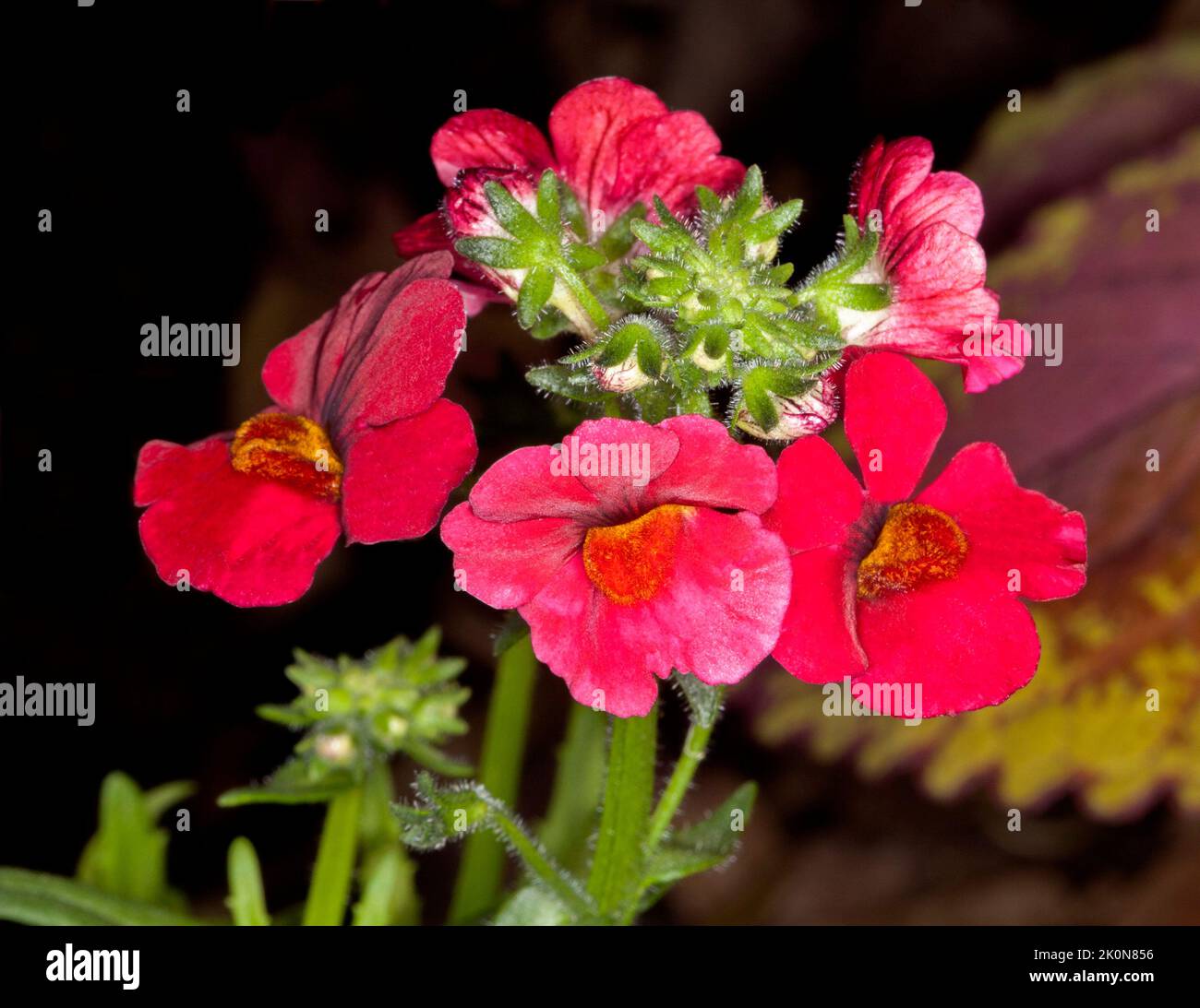 Ansammlung von leuchtend roten Blüten der Nemesia, einer jährlichen Gartenpflanze, vor dunklem Hintergrund Stockfoto