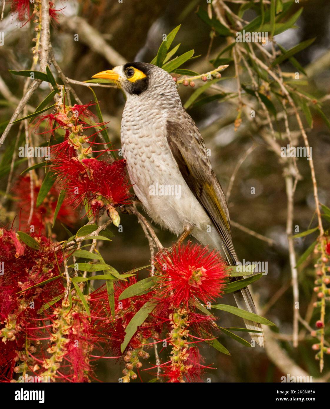 Ein lauter Bergmann, Manorina melanocephala, ein australischer Honigfresser, thront inmitten roter Callistemon-Blumen in einem Stadtgarten Stockfoto