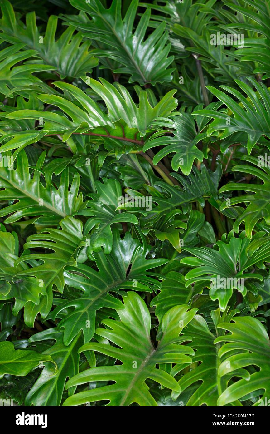 Masse von großen, leuchtend grünen glänzenden Blättern von Philodendron 'Xanadu', einer tropischen Pflanze Stockfoto