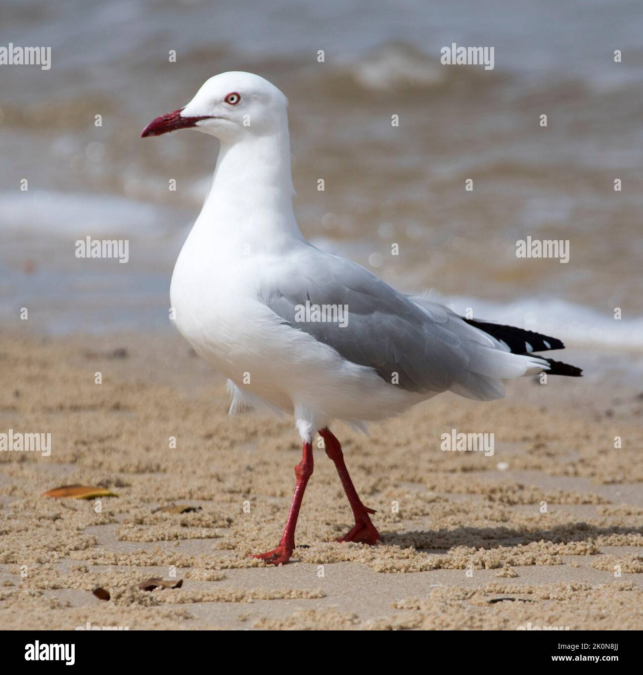 Einsame Silbermöwe, Chroicocephalus novaehollandiae, mit grauem und weißem Gefieder und roten Beinen und Schnabel, an einem Strand in Australien Stockfoto