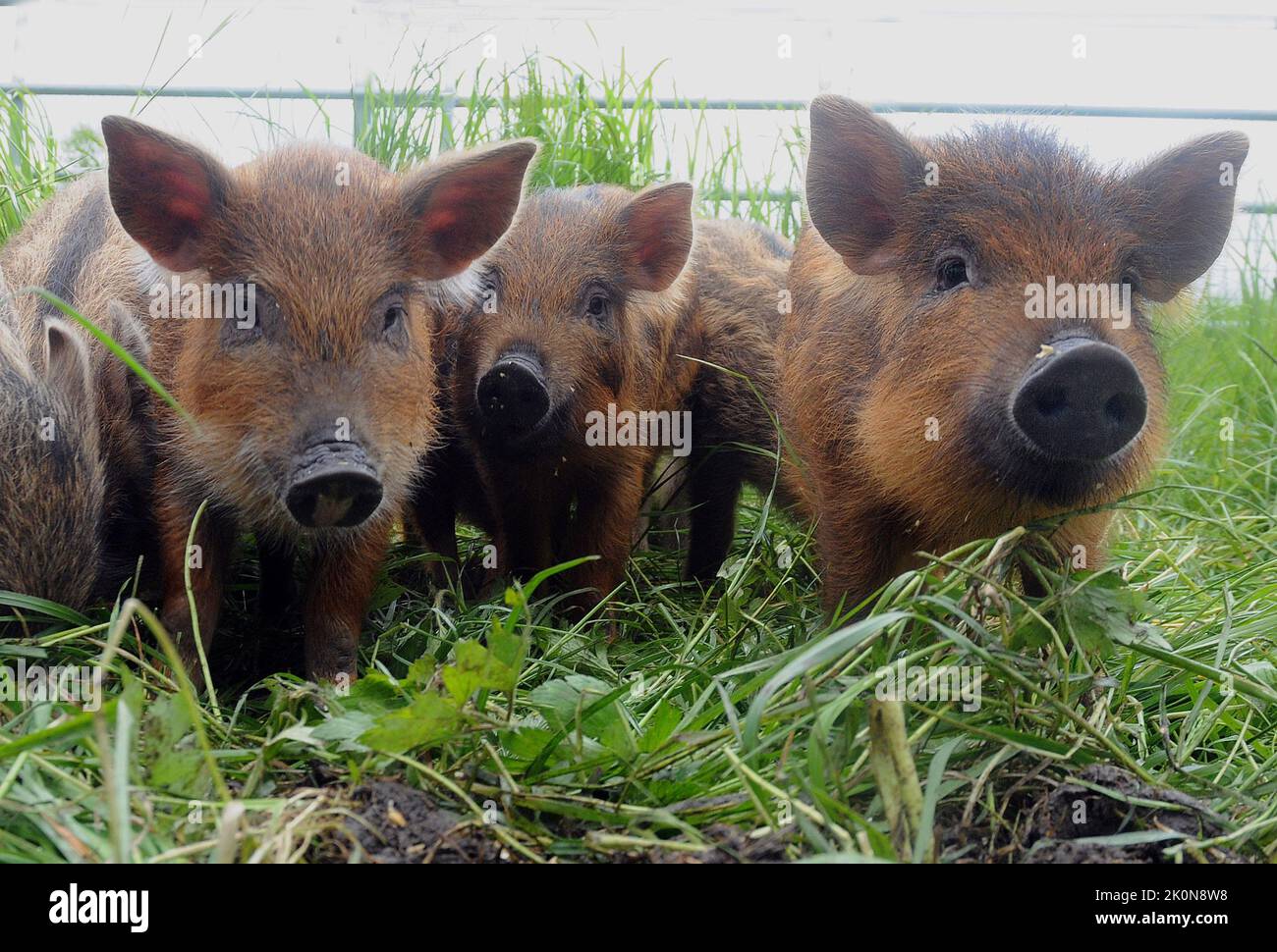 Wildschweinferkel auf der Farm von Jamie Burgess im New Forest, Hampshire.2014 WILDSCHWEINE.1 Der Landwirt Jamie Burgess hat einen Teil seiner Milchwirtschaft in eine Festung verwandelt, um Wildschweine zum ersten Mal in Zahlen in den New Forest National Park einzuführen, seit William Rufus, der Sohn von William dem Eroberer, sie vor 1.000 Jahren bis zum Aussterben gejagt hat. Das letzte Wildschwein verschwand vor 300 Jahren aus dem Wald, aber Herr Burgess, 34, hat den Trend rückgängig gemacht, indem er eine Herde von 80 zusammenstellte, die aus etablierten Herden in ganz Großbritannien und darüber hinaus gewonnen wurde, einschließlich seiner ersten jungen Ferkel. Sie können sich Klo machen Stockfoto
