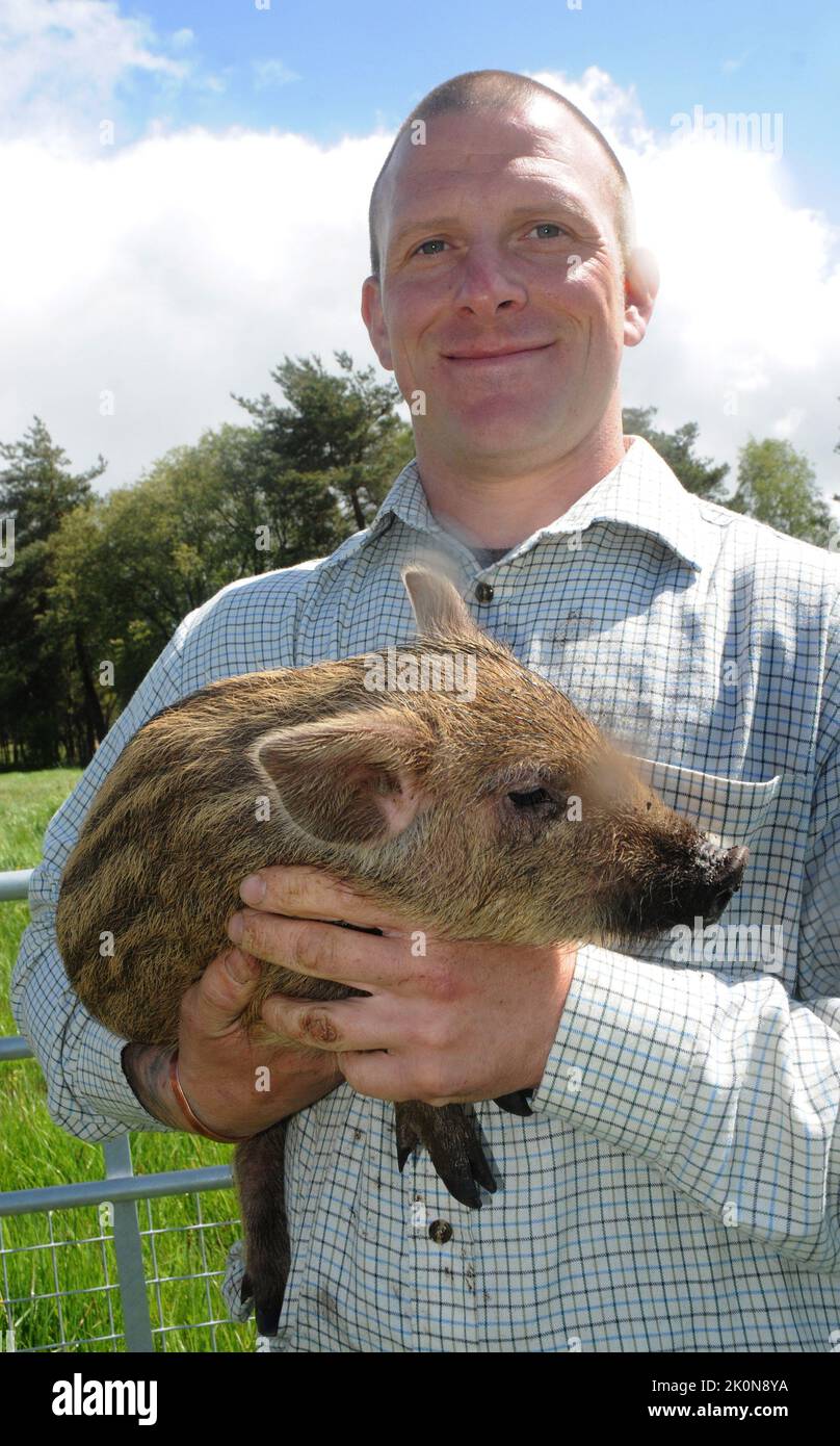Landwirt Jamie Burgess mit einem seiner Wildschweinschweinferkel auf seiner Farm im New Forest, Hampshire. WILDSCHWEINE.1 Der Landwirt Jamie Burgess hat einen Teil seiner Milchwirtschaft in eine Festung verwandelt, um Wildschweine zum ersten Mal in Zahlen in den New Forest National Park einzuführen, seit William Rufus, der Sohn von William dem Eroberer, sie vor 1.000 Jahren bis zum Aussterben gejagt hat. Das letzte Wildschwein verschwand vor 300 Jahren aus dem Wald, aber Mr. Burgess, 34, hat den Trend rückgängig gemacht, indem er eine Herde von 80 zusammenstellte, die aus etablierten Herden in ganz Großbritannien und darüber hinaus gewonnen wurde, einschließlich seines ersten jungen pi Stockfoto