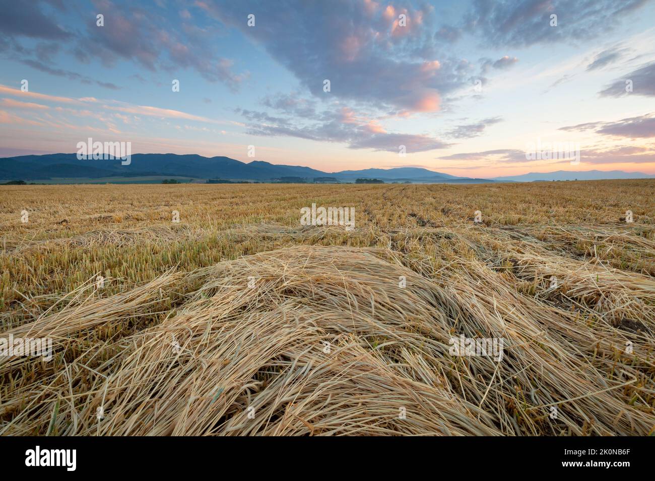 Sommerfelder im Dorf Ivancina, Slowakei. Stockfoto