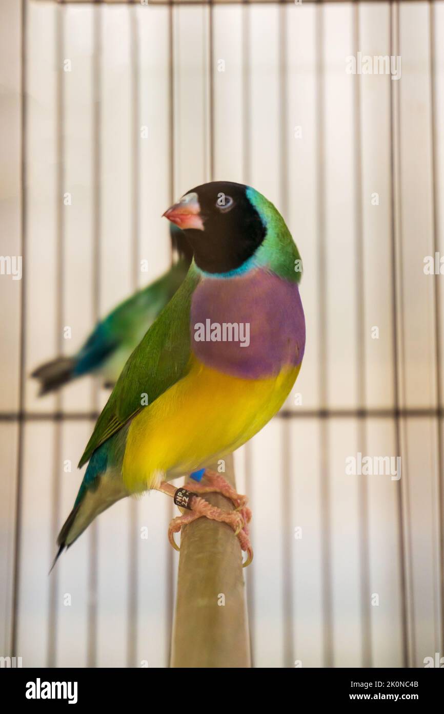 Heller kleiner gouldian-Finkenvögel in einem Käfig Stockfoto
