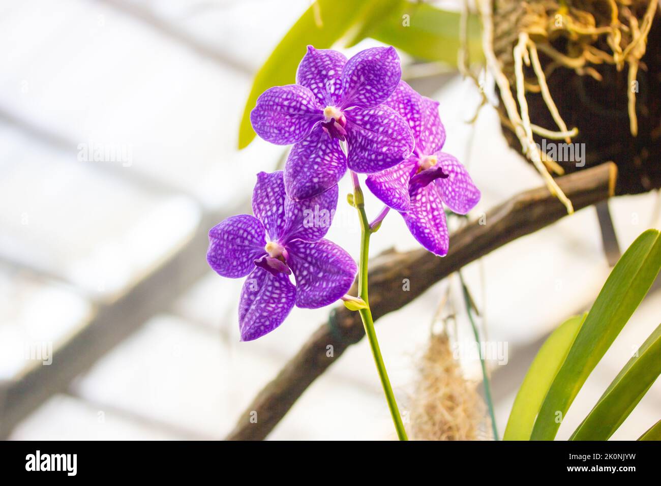 Wachsende lila Orchidee blüht in weißen Flecken in einem botanischen Garten. Wachsende exotische Phalaenopsis Blume voller Blüte. Blühende Blumen stamen in einem Stockfoto