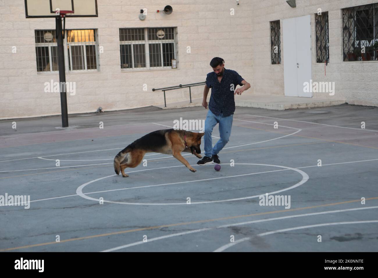 Hebron, Westjordanland-Stadt Hebron. 29. August 2022. Munzer al-Jaabari spielt am 29. August 2022 mit seiner deutschen Schäferin 'Lucy' in Hebron, der Stadt im Westjordanland. Munzer al-Jaabari, ein palästinensischer Mann aus Hebron, hat immer wieder kurze Videos über TikTok veröffentlicht, in denen es um die Ausbildung seiner deutschen Schäferin „Lucy“ ging, die in den letzten zwei Jahren über 30.000 Anhänger angezogen und mehr als 3,2 Millionen Likes geerntet hat. ZUM FEATURE: Palästinensischer Blogger bricht Stereotyp über Tierzüchter auf TikTok Kredit: Mamoun Wazwaz/Xinhua/Alamy Live News Stockfoto