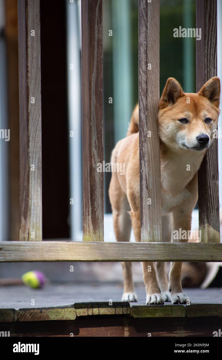 Hund draußen auf einer Terrasse Stockfoto