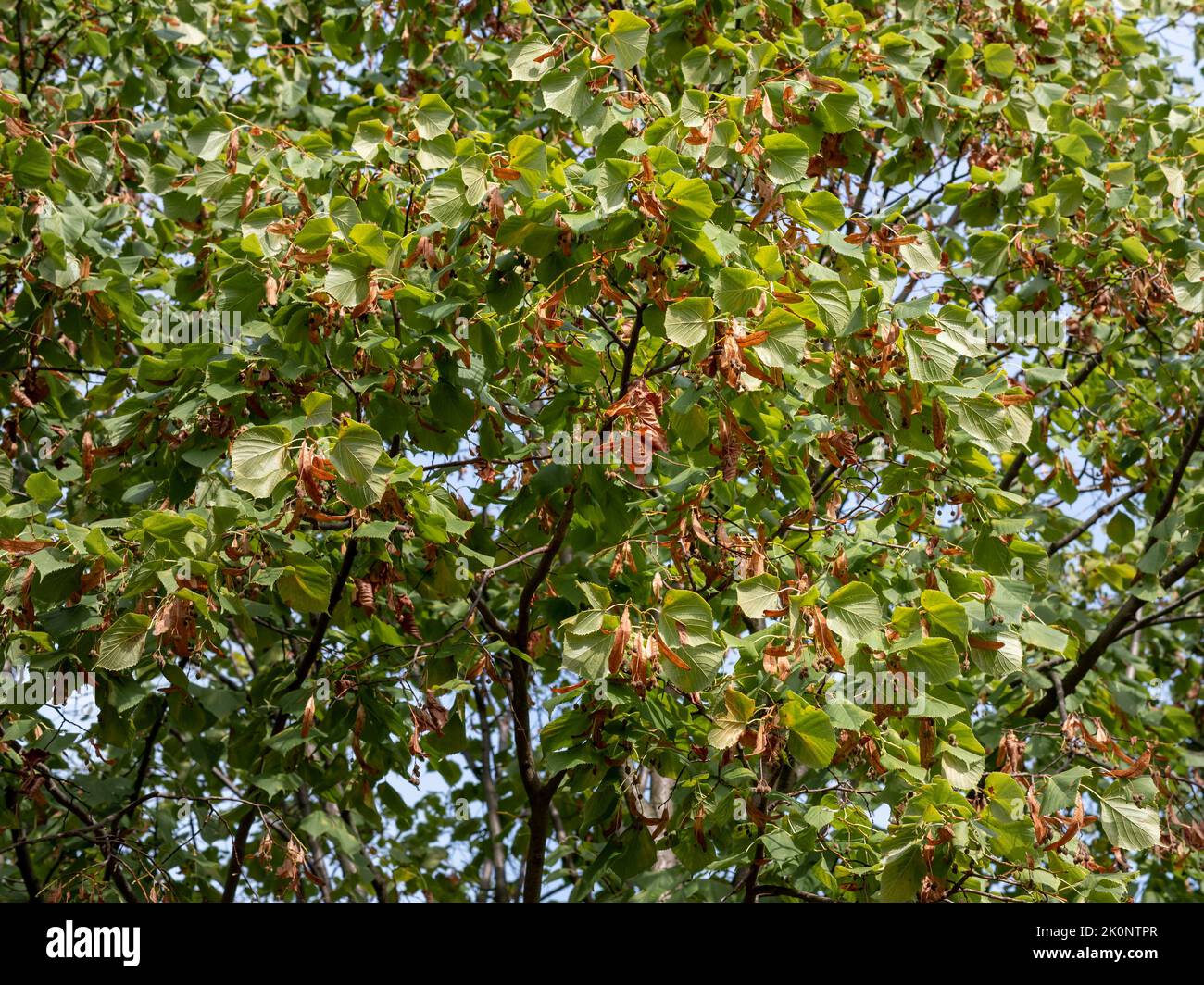 Braune Samen eines deutschen Lindenbaums hängen neben den grünen Blättern. Baumkrone aus der Nähe in der Natur. Wald Umgebung an einem sonnigen Tag. Stockfoto